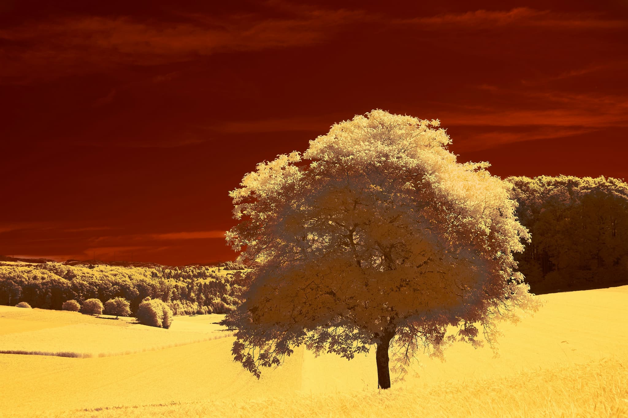 Lone tree stands out in vibrant landscape.